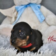 Dachshund (Standard & Miniature) - Both