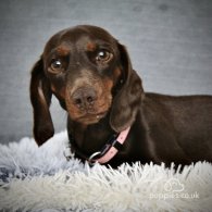 Dachshund (Standard & Miniature) - Both