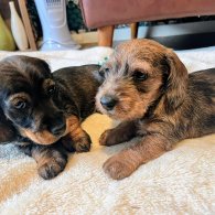 Dachshund (Standard & Miniature) - Both