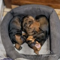 Dachshund (Standard & Miniature) - Both