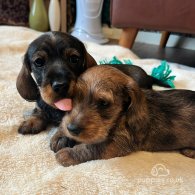 Dachshund (Standard & Miniature) - Both