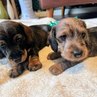 Dachshund (Standard & Miniature) - Both