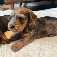 Dachshund (Standard & Miniature) - Both