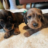 Dachshund (Standard & Miniature) - Both