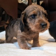 Dachshund (Standard & Miniature) - Both