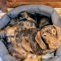 Dachshund (Standard & Miniature) - Both