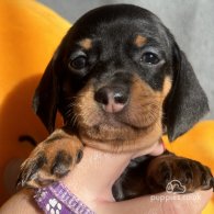 Dachshund (Standard & Miniature) - Both