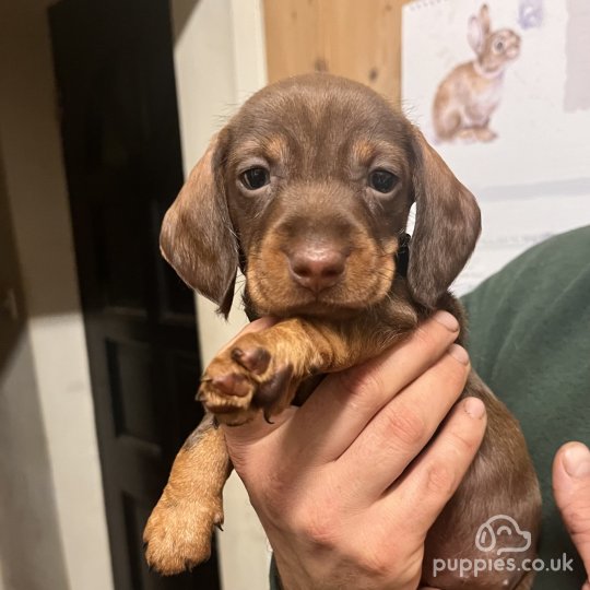 Dachshund (Standard & Miniature) - Both