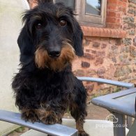 Dachshund (Standard & Miniature) - Both