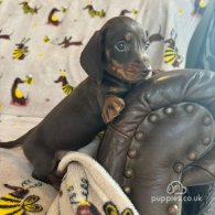 Dachshund (Standard & Miniature) - Both