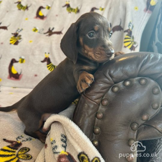 Dachshund (Standard &amp; Miniature) - Both