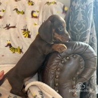 Dachshund (Standard & Miniature) - Both