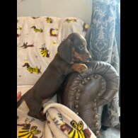 Dachshund (Standard &amp; Miniature) - Both