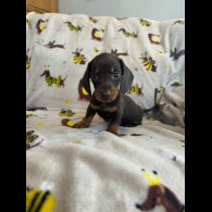 Dachshund (Standard &amp; Miniature) - Both