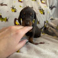 Dachshund (Standard & Miniature) - Both