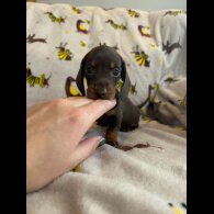 Dachshund (Standard &amp; Miniature) - Both