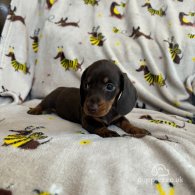 Dachshund (Standard & Miniature) - Both