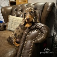 Dachshund (Standard & Miniature) - Both