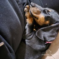 Dachshund (Standard & Miniature) - Both