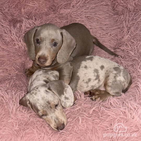 Dachshund (Standard & Miniature) - Both