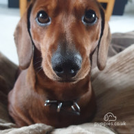 Dachshund (Standard & Miniature) - Both