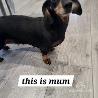 Dachshund (Standard & Miniature) - Both