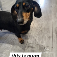 Dachshund (Standard & Miniature) - Both