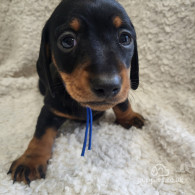 Dachshund (Standard & Miniature) - Both