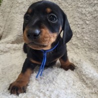 Dachshund (Standard & Miniature) - Both