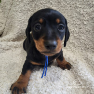 Dachshund (Standard & Miniature) - Both