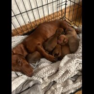 Dachshund (Standard &amp; Miniature) - Both