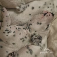 Dalmatian - Both