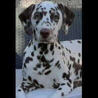 Dalmatian - Both