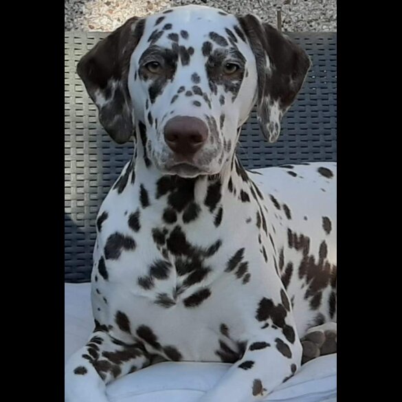 Dalmatian - Both