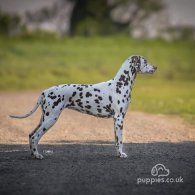 Dalmatian - Both