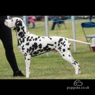 Dalmatian - Both