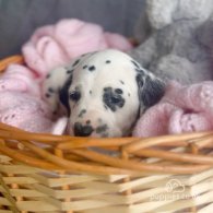 Dalmatian - Both