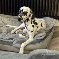 Dalmatian - Both