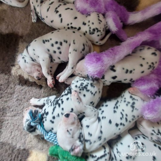 Dalmatian Sale Stoney Stanton Leicestershire Kalokairie Litter born 3rd October