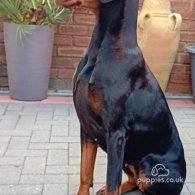 Doberman - Dogs