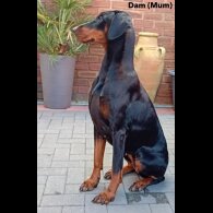 Doberman - Dogs