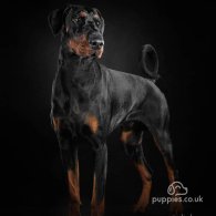 Doberman - Dogs