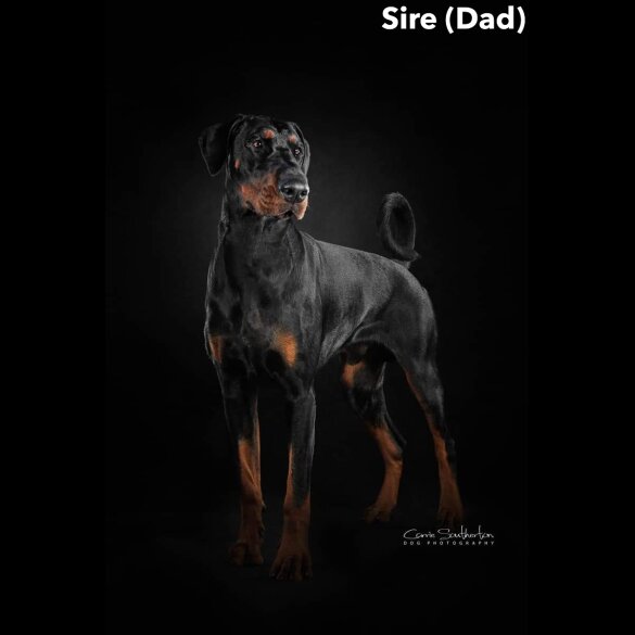 Doberman - Dogs