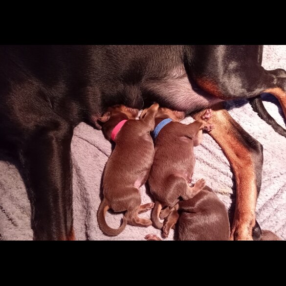 Doberman - Dogs