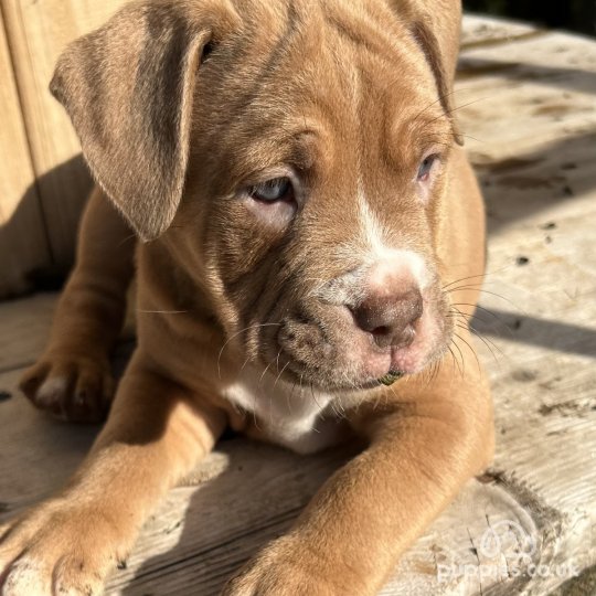 Dorset Olde Tyme Bulldogge - Both