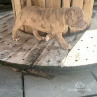 Dorset Olde Tyme Bulldogge - Both