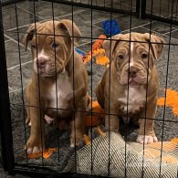 Dorset Olde Tyme Bulldogge - Both