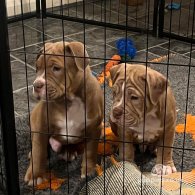 Dorset Olde Tyme Bulldogge - Both