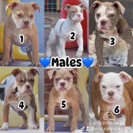 English Bulldog - Both