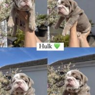 English Bulldog - Both